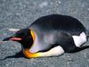 Belly Slide, King Penguin