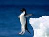 Leap of Faith, Adelie Penguin