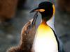 Peck on the Cheek, King Penguin