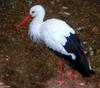 European White Stork (Ciconia ciconia ciconia)236