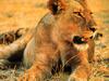 African Queen, Tanzania