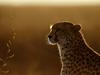 Afterthoughts, Cheetah