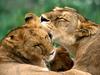 Bathing, African Lions