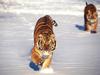 Calculated Approach, Siberian Tigers