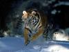 Here I Come!, Siberian Tiger