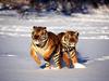 Hot Pursuit, Siberian Tigers