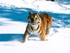 Majestic Grace, Siberian Tiger