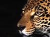 Night Stalker, Jaguar