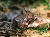 Sibling Rivalry, Eurasian Lynx