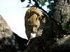 Silent Prowler, African Leopard