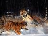 Standing Ground, Siberian Tigers