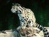 Young Clouded Leopard