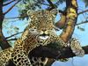 Daytime Hangout, Leopard