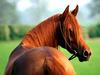Here's Looking at You Kid, Arabian