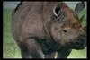 [IMAX - Africa] Black Rhinoceros (Diceros bicornis)