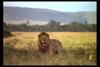 [IMAX - Africa] African Lion (Panthera leo) male