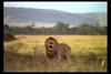 [IMAX - Africa] African Lion (Panthera leo) male