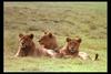 [IMAX - Africa] African Lion (Panthera leo) lioness