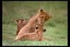 [IMAX - Africa] African Lion (Panthera leo) cubs