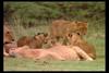 [IMAX - Africa] African Lion (Panthera leo) cubs