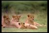 [IMAX - Africa] African Lions (Panthera leo)