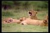 [IMAX - Africa] African Lions (Panthera leo)