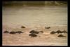 [IMAX - Africa] Gnu Herd crossing river