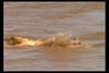 [IMAX - Africa] Nile Crocodile (Crocodylus niloticus) hunting gnu