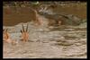 [IMAX - Africa] Nile Crocodile (Crocodylus niloticus) hunting antelope