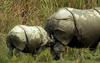 [Wildlife Vidcaps] mm Indian Rhinos 02 Suckling