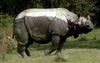 [Wildlife Vidcaps] mm Indian Rhinos 06
