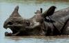 [Wildlife Vidcaps] mm Indian Rhinos 10 Threatening