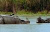 [Wildlife Vidcaps] mm Indian Rhinos 11 Threatening