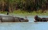 [Wildlife Vidcaps] mm Indian Rhinos 12 Threatening