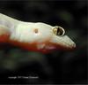 House Gecko / Dubious Dtella (Eulamprus murrayi)