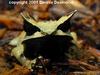 Malayan Horned Frog (Megophrys nasuta)