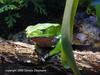 Painted-belly Leaf Frog (Phyllomedusa sauvagii)