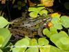 Southern Leopard Frog (Rana sphenocephala)