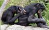 Bonobo (Pan paniscus)