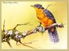 [Eric Shepherd] Chestnut-breasted Cuckoo (Cacomantis castaneiventris)