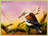 [Eric Shepherd] Blue-winged Kookaburra (Dacelo leachii)