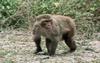 Rhesus Monkey (Macaca mulatta)