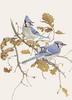 Glen Loates Art : Blue Jays