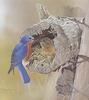 Glen Loates Art : Bluebirds