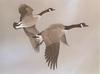 Glen Loates Art : Canada Geese