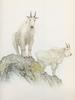 Glen Loates Art : Rocky Mountain Goats