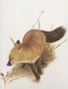 Glen Loates Art : Red Fox