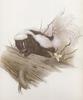 Glen Loates Art : Skunk