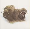 Glen Loates Art : Bisons