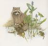 Glen Loates Art : Raccoon